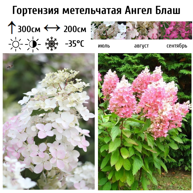 Гортензия метельчатая "Ангел Блаш"
