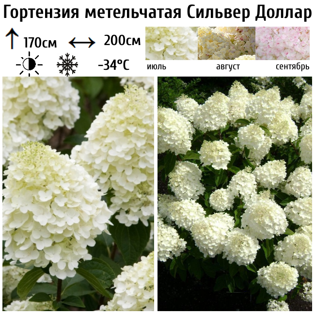 Гортензия метельчатая "Сильвер Доллар"