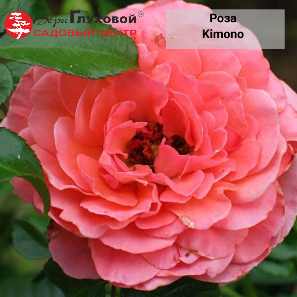 Роза полиантовая "Kimono"