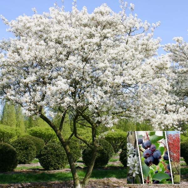 Ирга Ламарка 