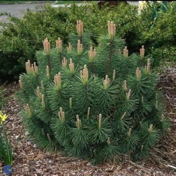 Сосна горная "Пумилио" 