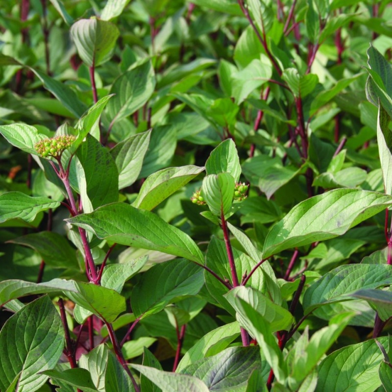 Дерен белый "Сибирика"