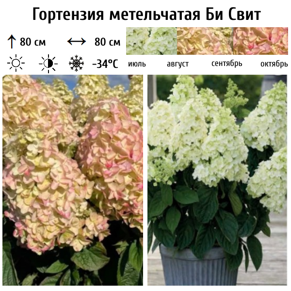 Основное изображение товара