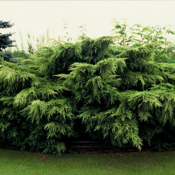 Можжевельник средний "Пфитцериана Ауреа"