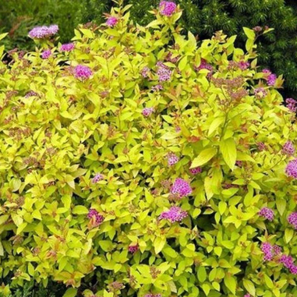 Спирея японская "Голдмаунд"