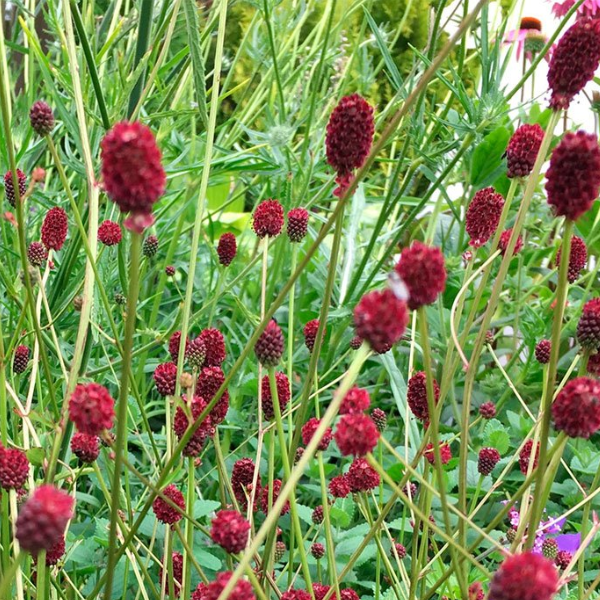 Кровохлебка лекарственная "Танна"