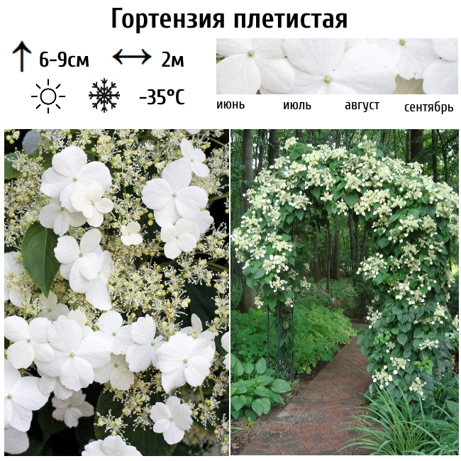 Гортензия плетистая