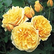 Роза флорибунда D.Austin 