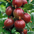 Крыжовник