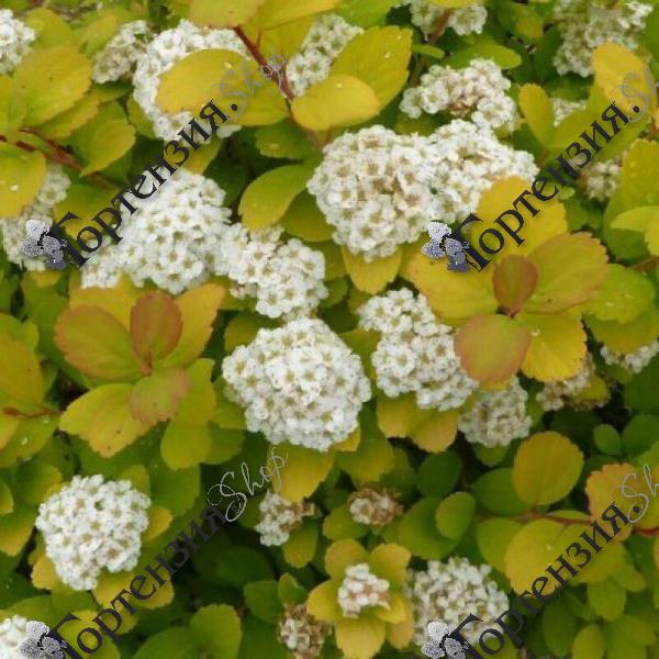 Спирея березолистная "Тор Голд "