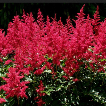 Астильба Арендса "Эльза Шлук" 