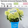 Гортензия метельчатая 