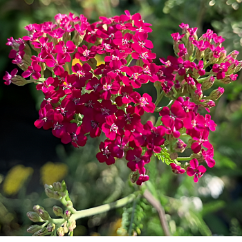 Тысячелистник обыкновенный "Литтл Сьюзи" 