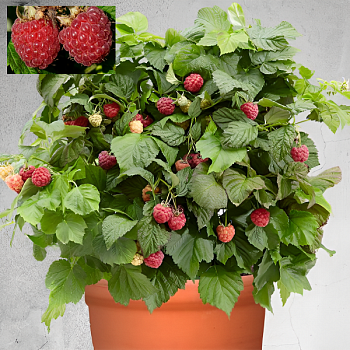 Малина "Бонбонберри Ямми" 