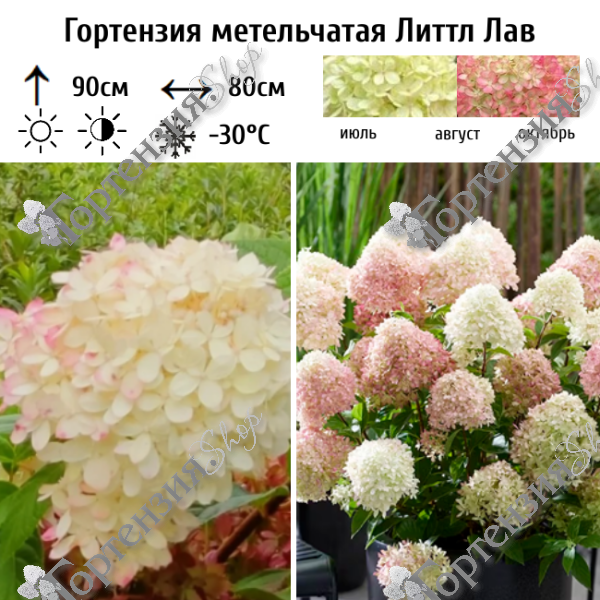 Гортензия метельчатая "Литтл Лав"