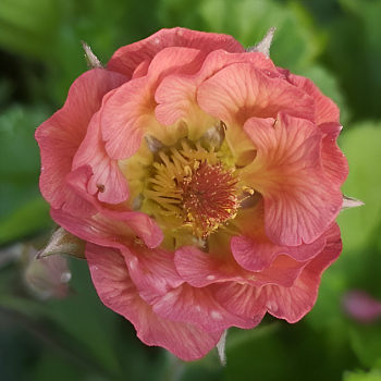 Гравилат "Пинк Петтикоатс" 