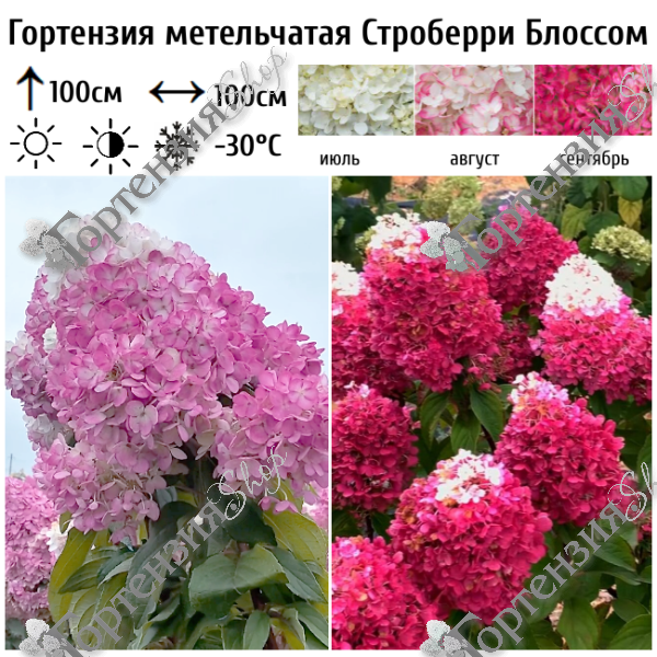 Гортензия метельчатая «Строберри Блоссом» (Strawberry Blossom)