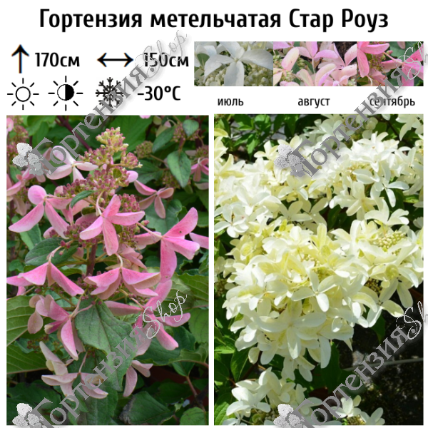 Гортензия метельчатая "Стар Роуз"