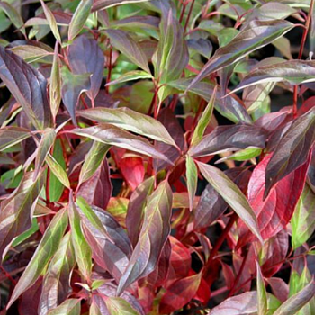 Дерен белый "Ред Гном" 