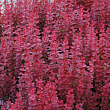 Барбарис Тунберга 