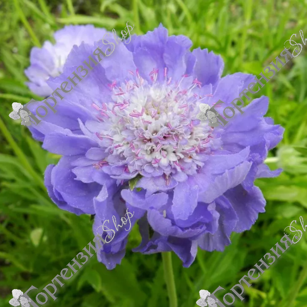 Скабиоза кавказская "Перфекта"