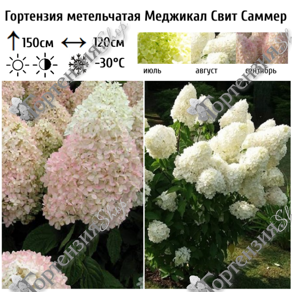 Гортензия метельчатая "Меджикал Свит Саммер"