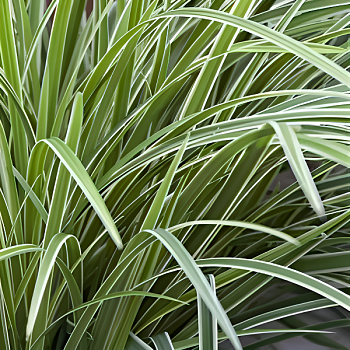 Осока Морроу "Айс Дэнс"  